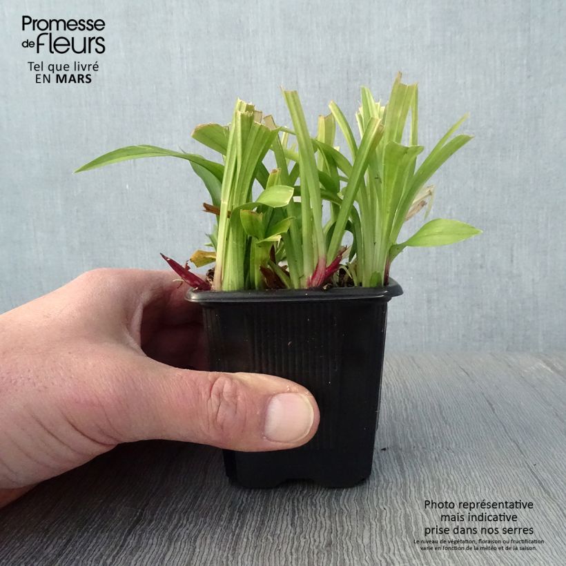 Reineckea carnea - Muguet de Chine, Muguet japonais Godet de 8/9 cm Ejemplar entregado en la primavera