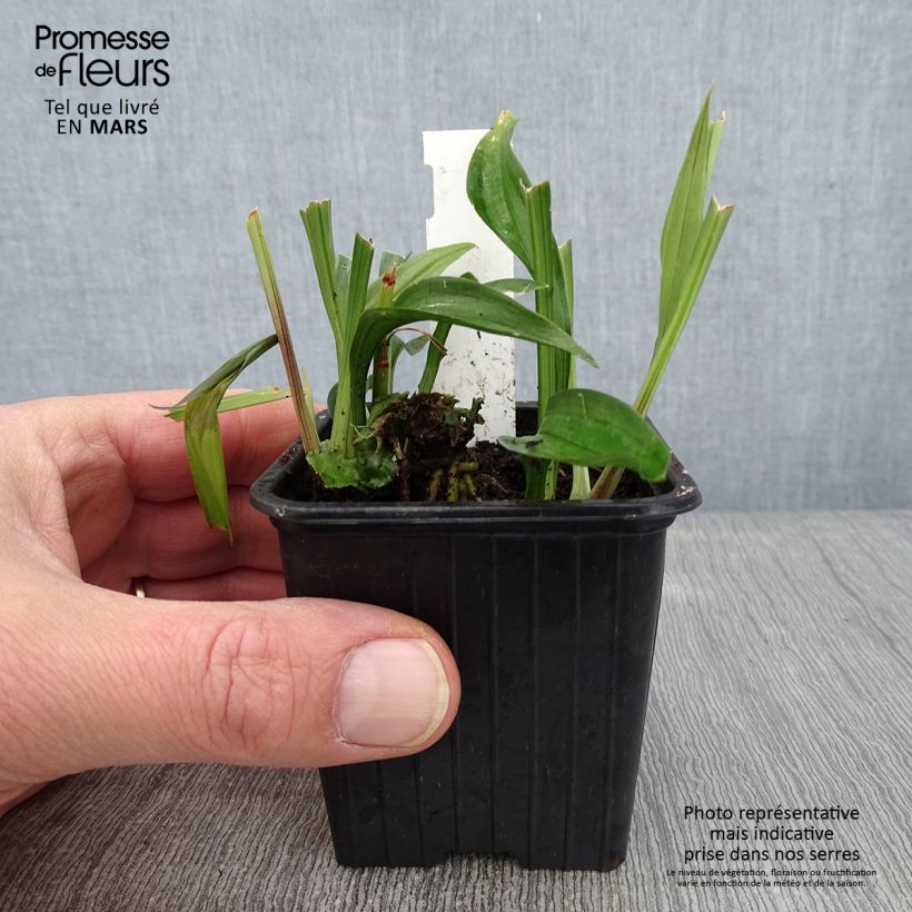 Reineckea carnea Maceta de 8/9 cm Ejemplar entregado en invierno