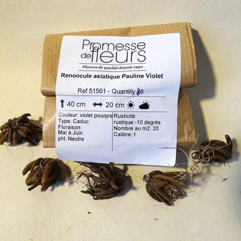Ejemplo de ejemplar de Ranunculus asiaticus Pauline Violet - Ranúnculo Bulbo calibre 8+ tal y como se entrega