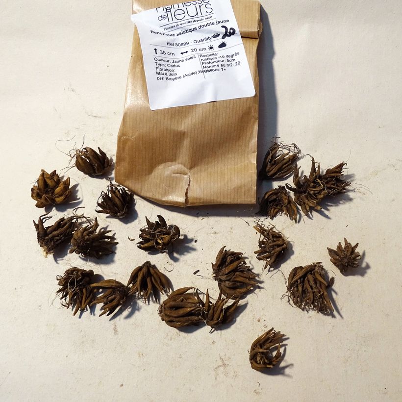 Ejemplo de ejemplar de Ranunculus asiaticus Yellow - Ranúnculo Bulbo calibre 8+ tal y como se entrega