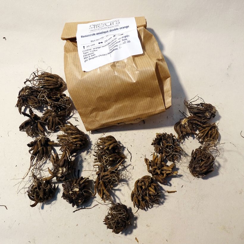 Ejemplo de ejemplar de Ranunculus asiaticus Orange - Ranúnculo Bulbo calibre 8+ tal y como se entrega