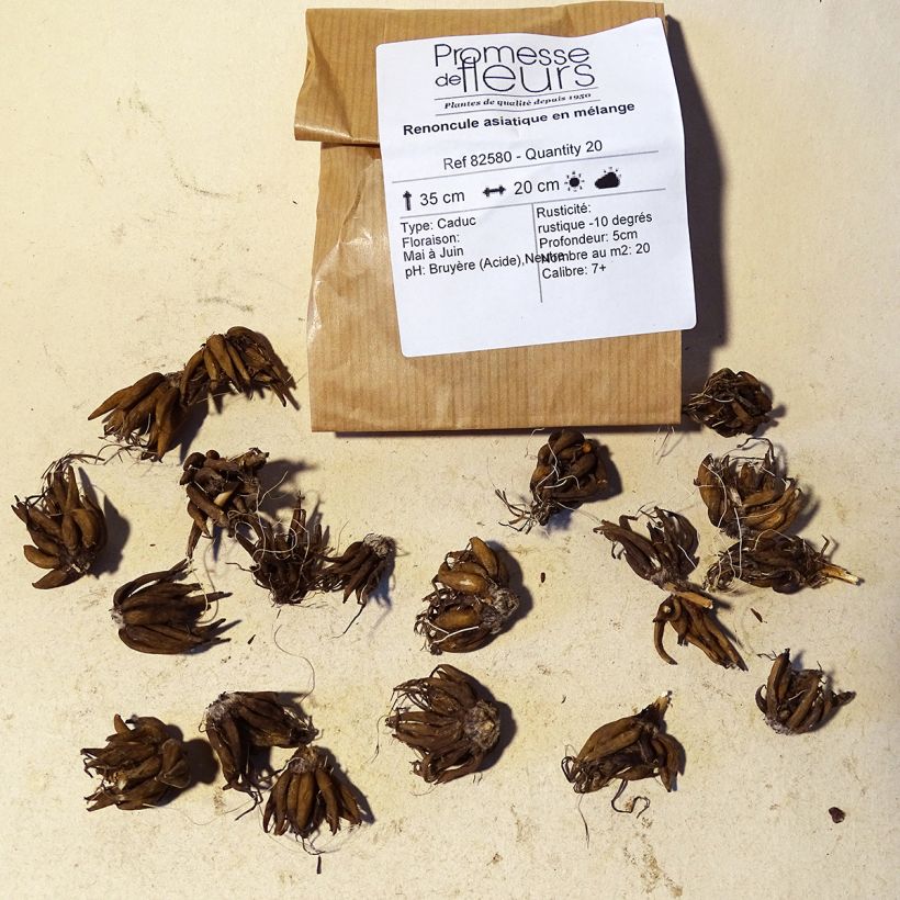 Ejemplo de ejemplar de Ranunculus asiaticus Mixture - Ranúnculo Bulbo calibre 8+ tal y como se entrega