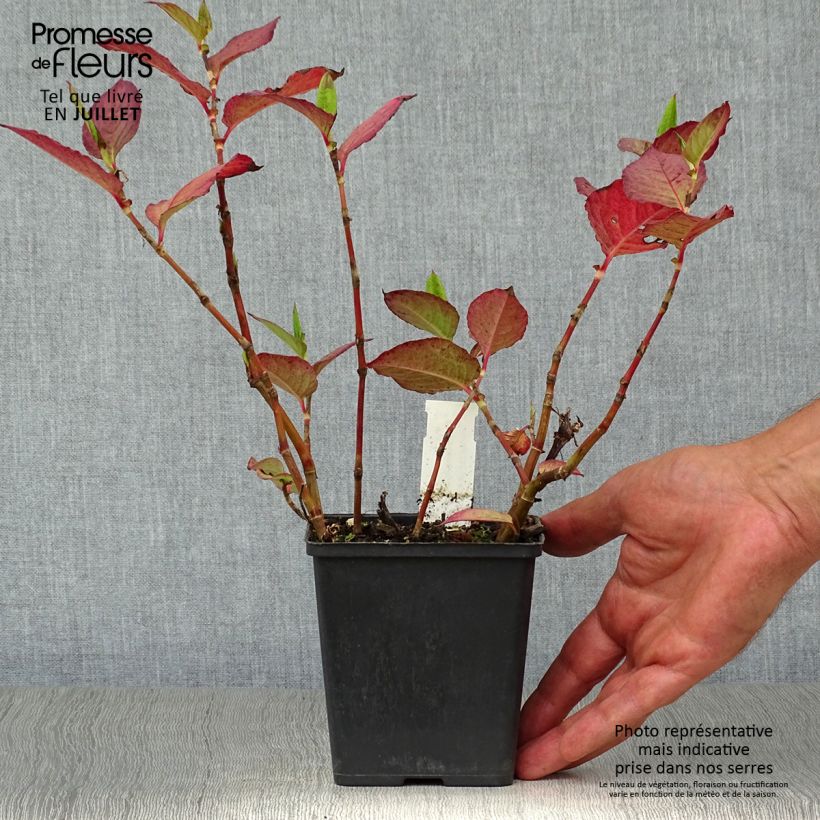 Ejemplar de Persicaria Indian Summer Maceta de 8/9 cm entregado en verano