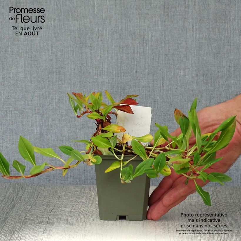 Ejemplar de Persicaria affinis Donald Lowndes Maceta de 8/9 cm entregado en verano
