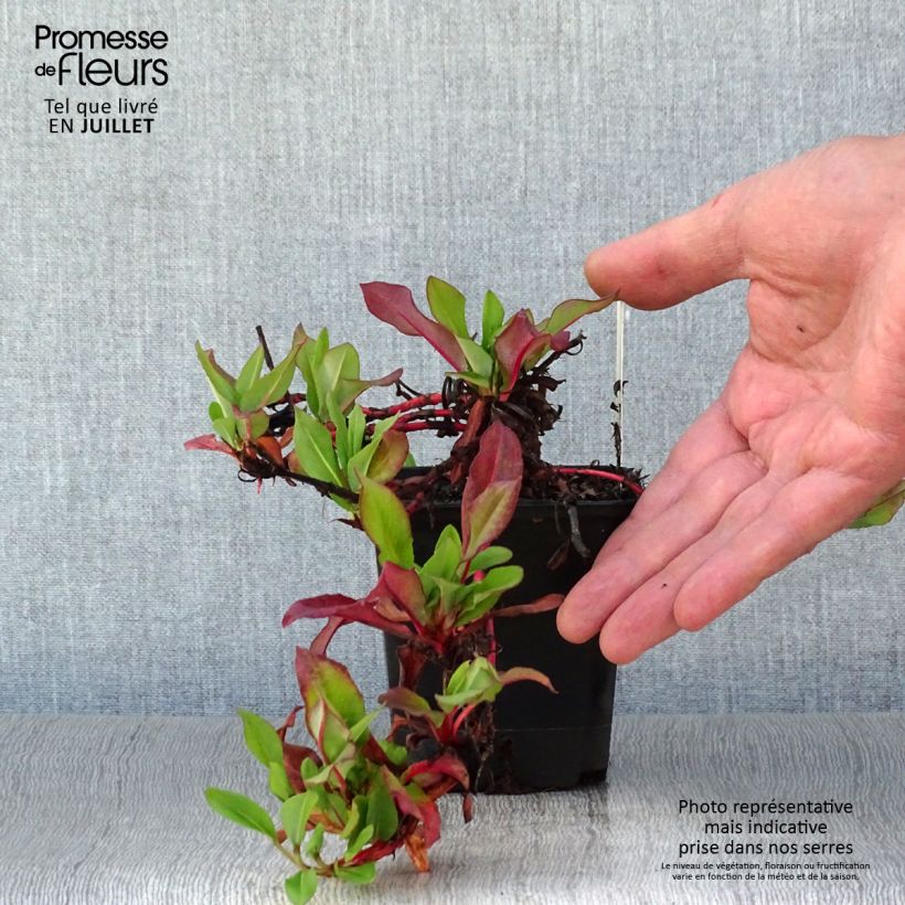 Ejemplar de Persicaria affinis Kabouter Maceta de 8/9 cm entregado en verano