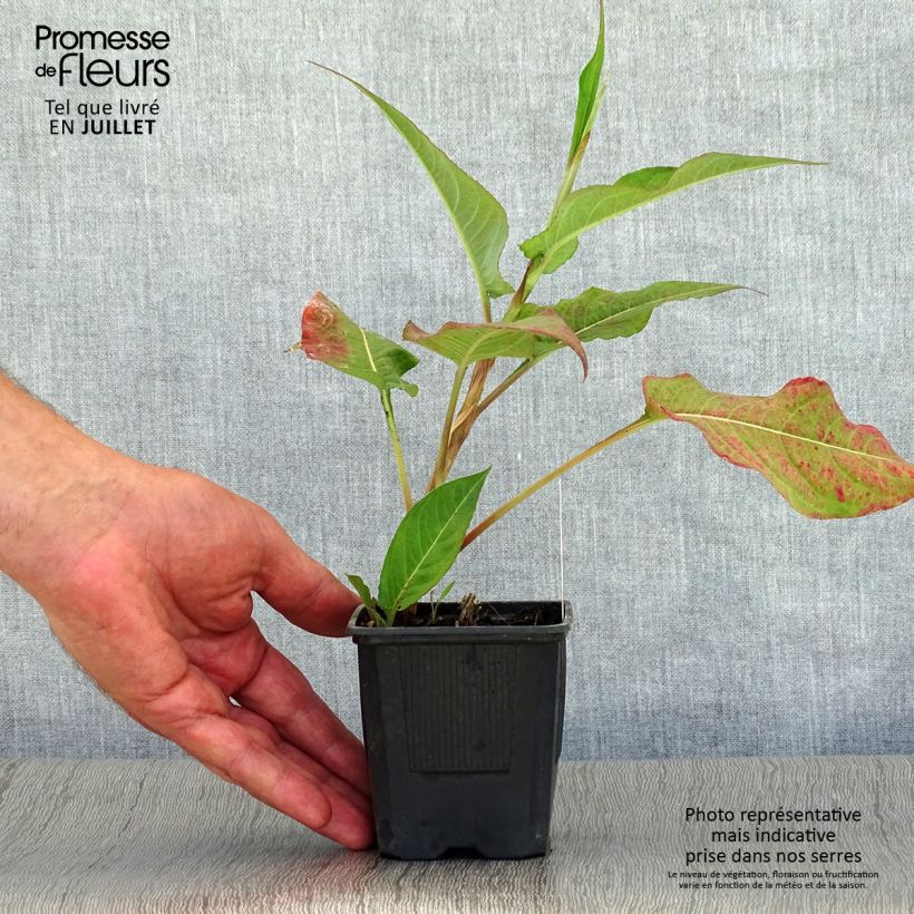 Ejemplar de Persicaria amplexicaulis Alba Maceta de 8/9 cm entregado en verano
