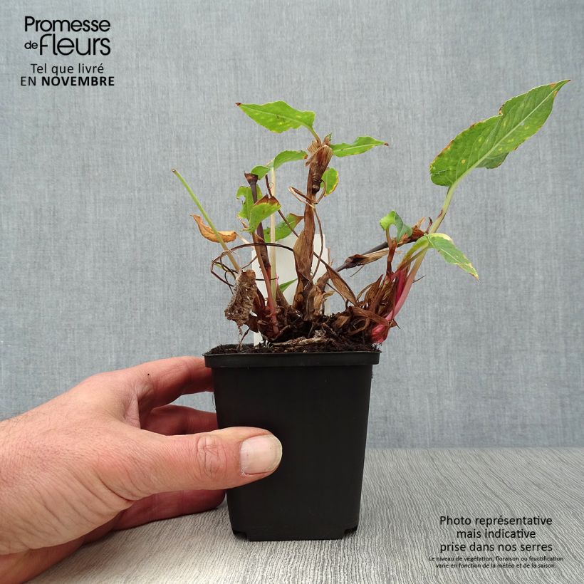 Ejemplar de Persicaria amplexicaulis Blackfield Maceta de 8/9 cm entregado en otoño