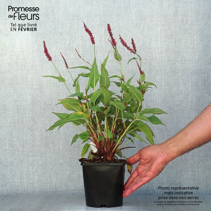 Ejemplar de Persicaria amplexicaulis Blackfield Maceta 2L/3L entregado en otoño