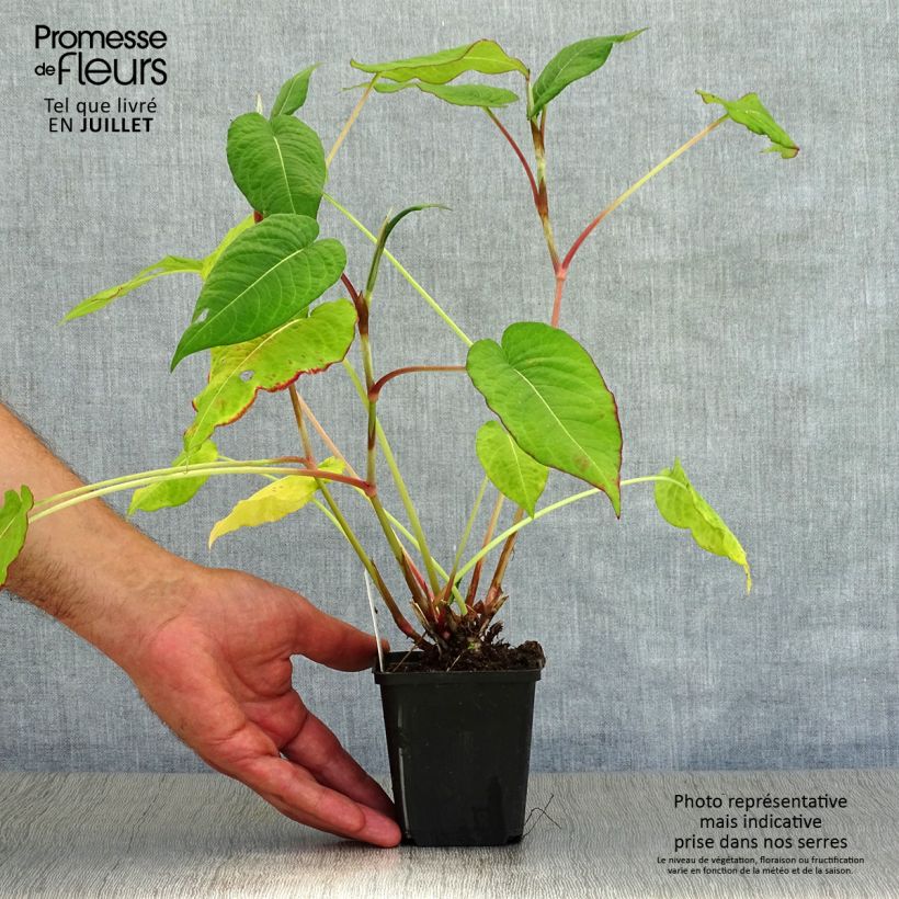 Ejemplar de Persicaria amplexicaulis Fat Domino Maceta de 8/9 cm entregado en verano
