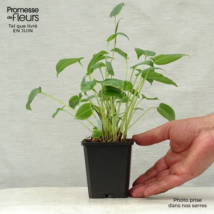 Ejemplar de Persicaria amplexicaulis Inverleith Maceta de 8/9 cm entregado en verano