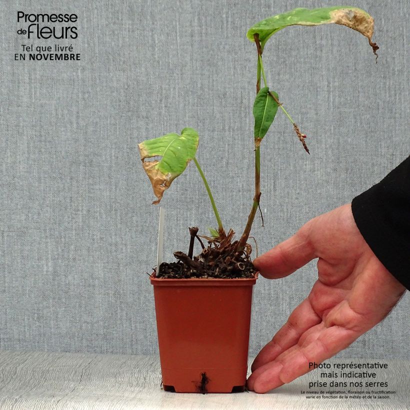 Ejemplar de Persicaria amplexicaulis JS Caliente Maceta de 8/9 cm entregado en otoño