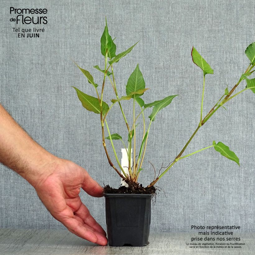 Ejemplar de Persicaria amplexicaulis Orange Field Maceta de 7/8 cm entregado en verano