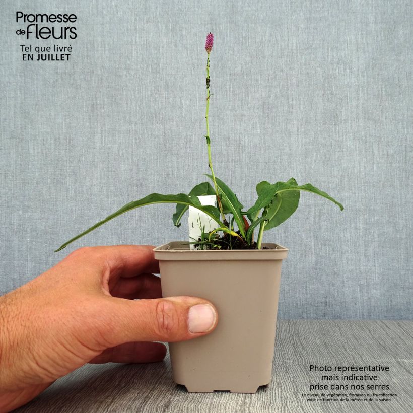 Ejemplar de Persicaria bistorta Hohe Tatra Maceta de 8/9 cm entregado en verano