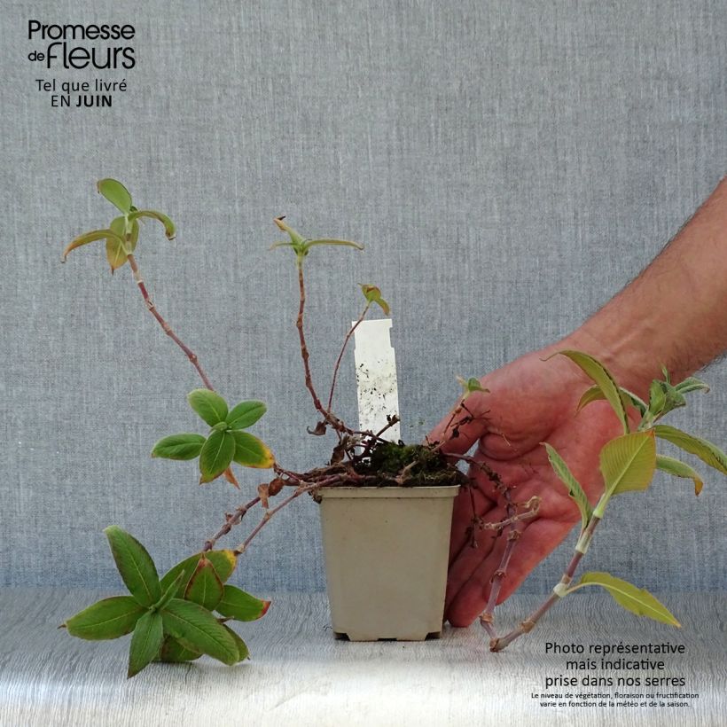 Ejemplar de Persicaria campanulata Maceta de 8/9 cm entregado en verano