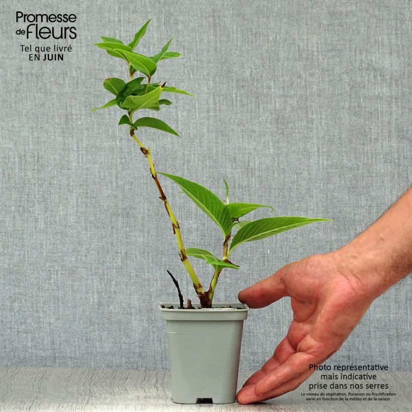 Ejemplar de Persicaria polymorpha Maceta de 8/9 cm entregado en verano