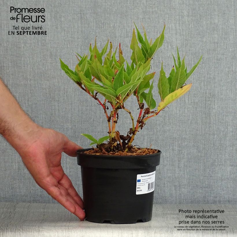 Ejemplar de Persicaria polymorpha Maceta 2L/3L entregado en verano