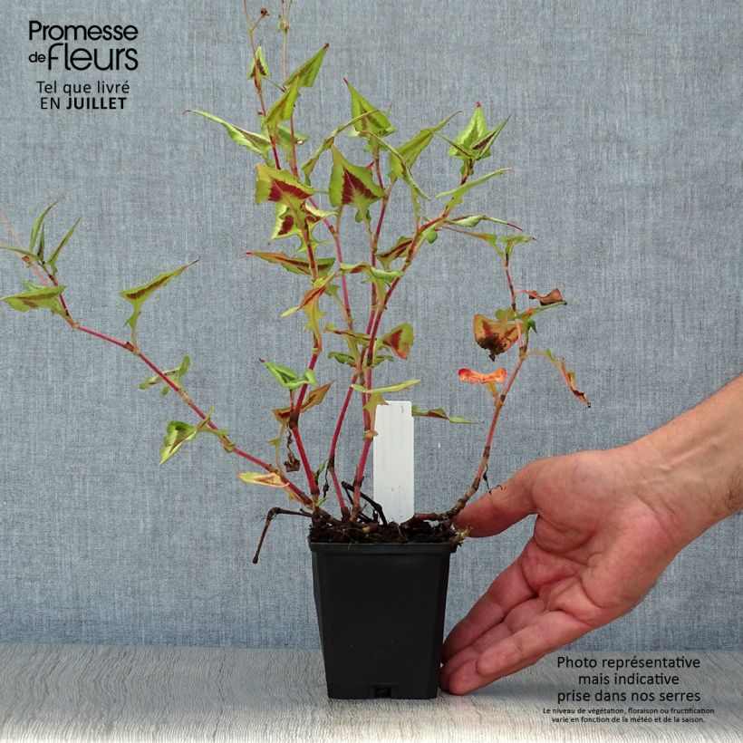 Ejemplar de Persicaria runcinata Purple Fantasy Maceta de 8/9 cm entregado en verano