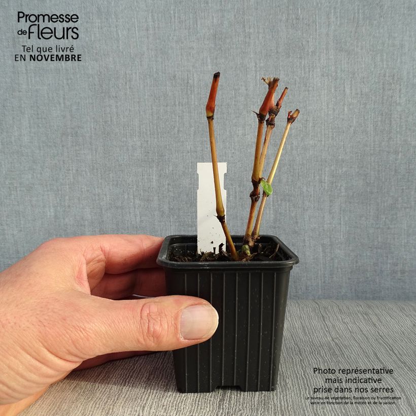 Ejemplar de Persicaria virginiana Painter s Palette Maceta de 8/9 cm entregado en otoño