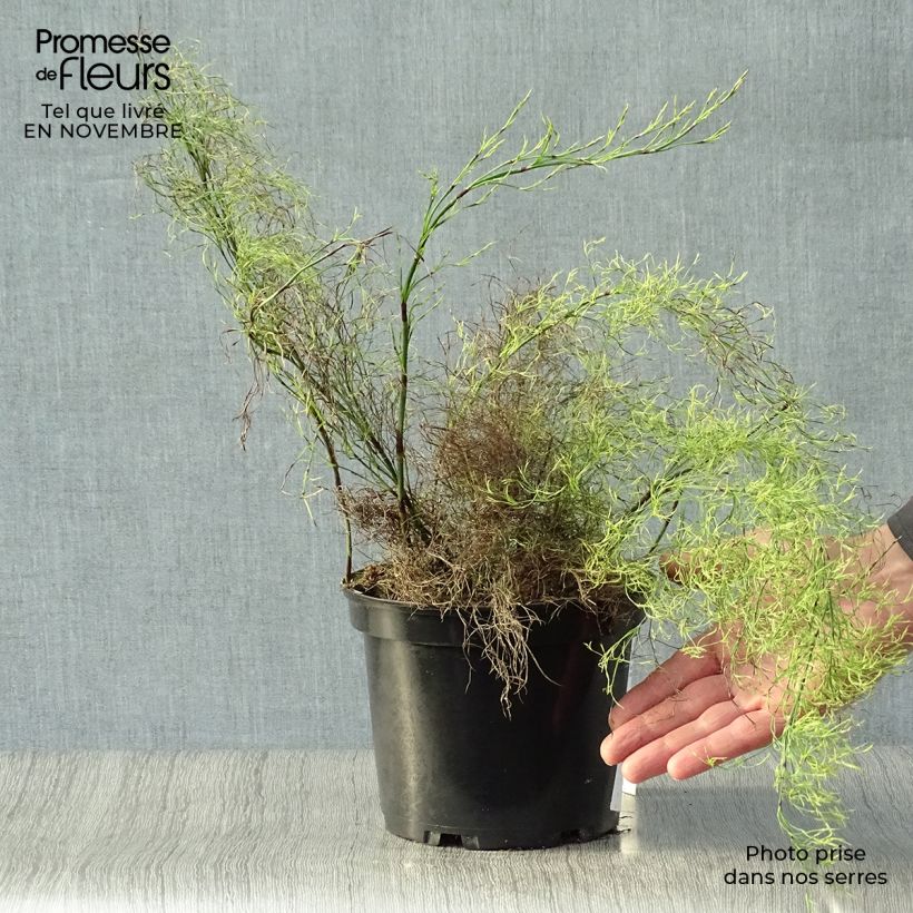 Ejemplar de Restio tetraphyllus Maceta 2L/3L entregado en otoño