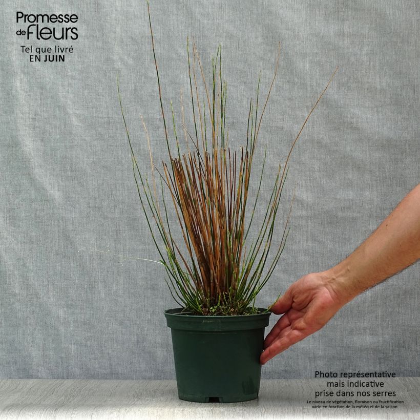 Ejemplar de Restio tetraphyllus - Baloskion tetraphyllum Pot de 2L/3L entregado en verano