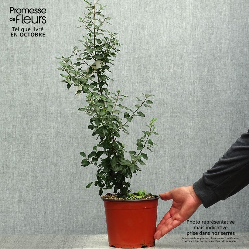 Ejemplar de Rhamnus alaternus - Aladierno Maceta 2L/3L entregado en otoño