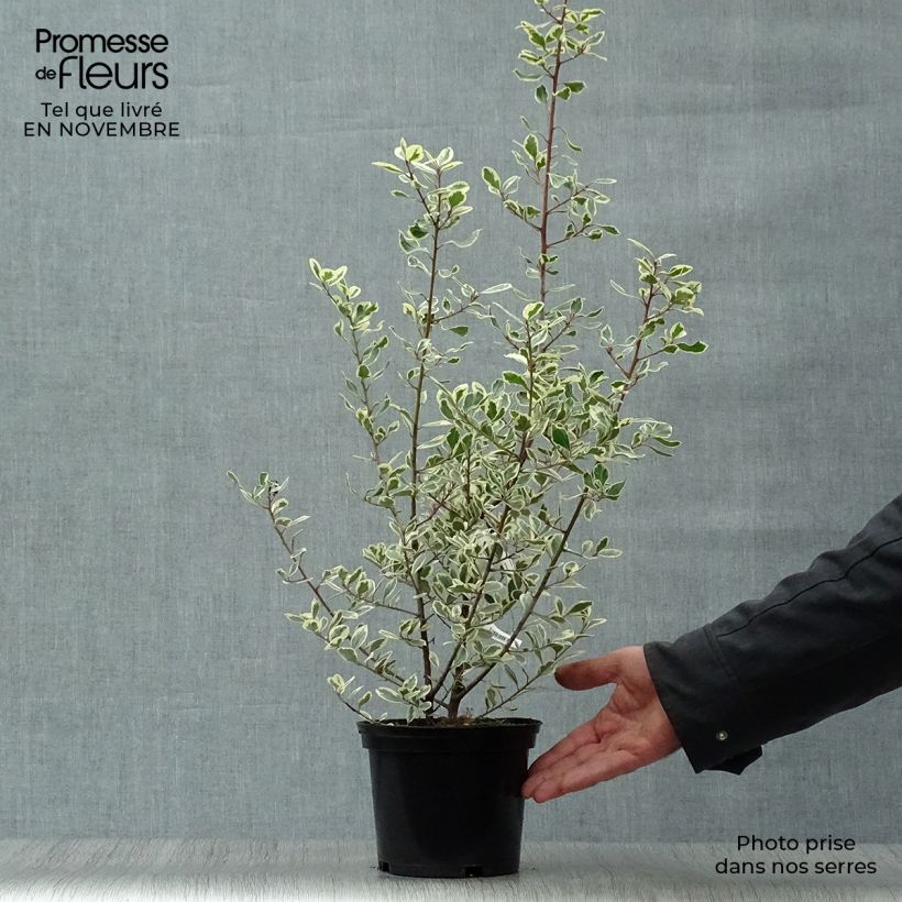 Ejemplar de Rhamnus alaternus Argenteovariegata - Aladierno Maceta 2L/3L entregado en otoño