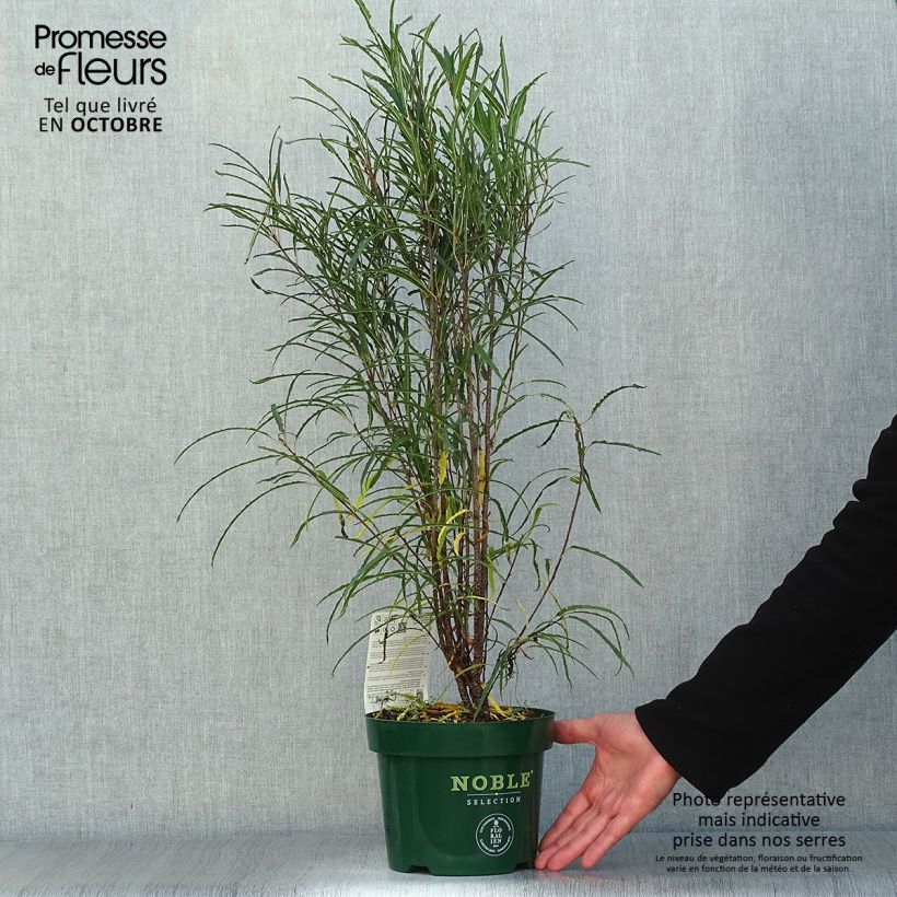 Ejemplar de Rhamnus frangula Fine Line Ron Williams - Arraclán Maceta 3L/4L entregado en otoño