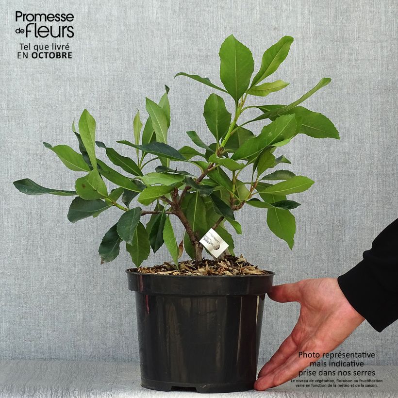 Ejemplar de Rhaphiobotrya Coppertone - néflier hybride Pot de 3L/4L entregado en otoño