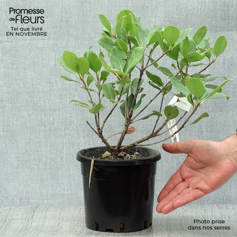 Ejemplar de Rhaphiolepis indica Spring Time Maceta 3L/4L entregado en otoño