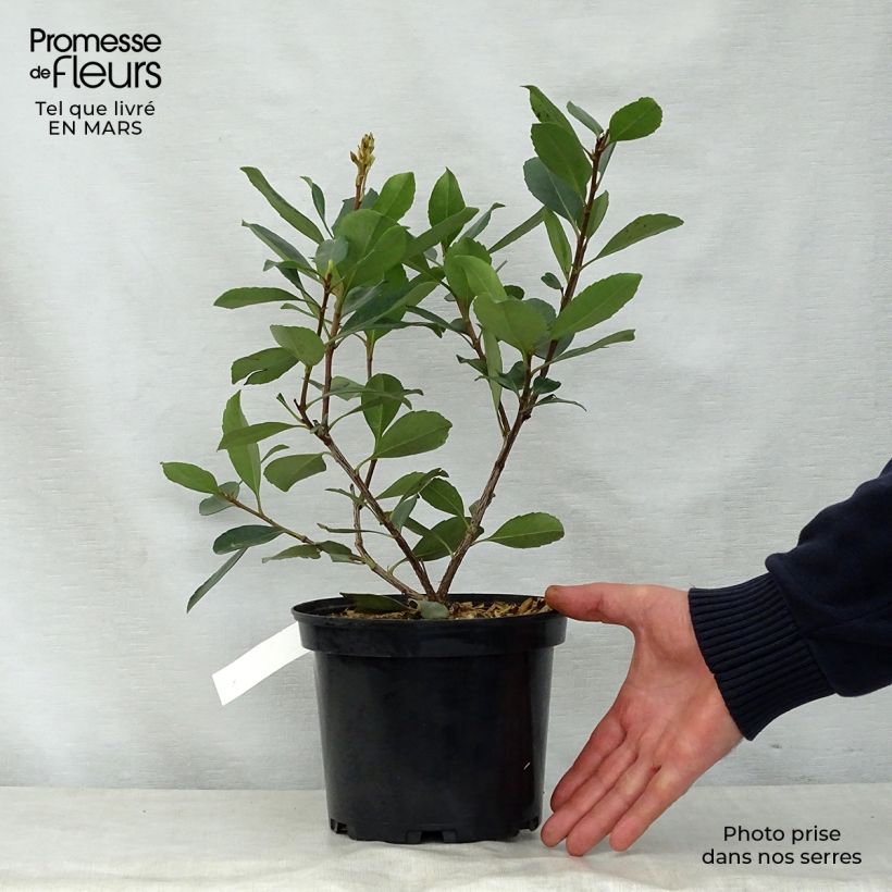 Rhaphiolepis delacourii Coates Crimson Pot de 2L/3L Ejemplar entregado en la primavera