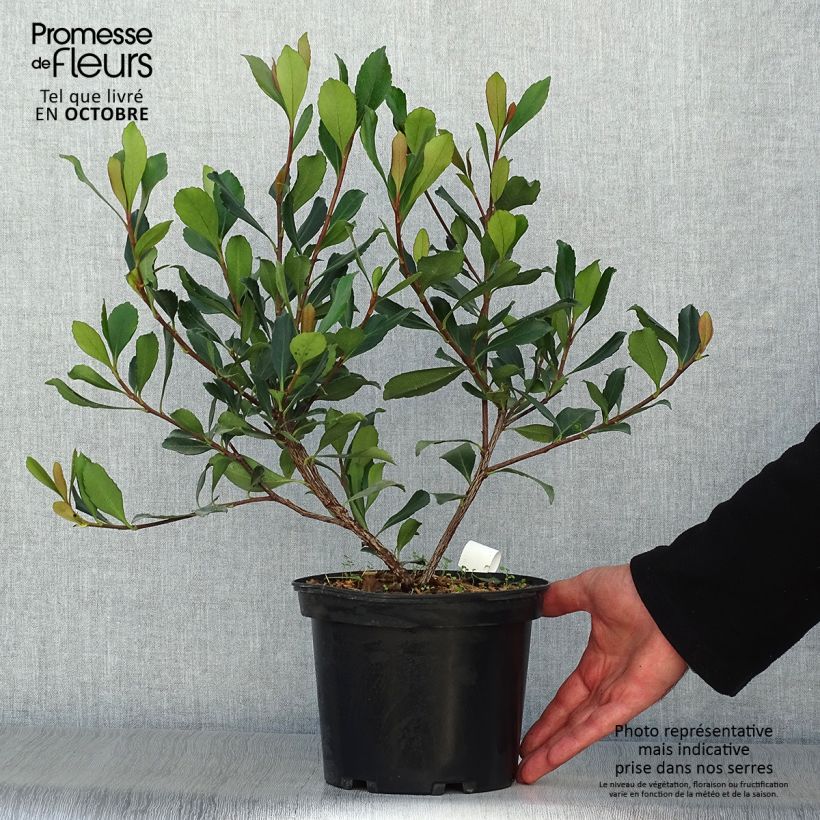 Ejemplar de Rhaphiolepis delacourii Coates Crimson Maceta 2L/3L entregado en otoño