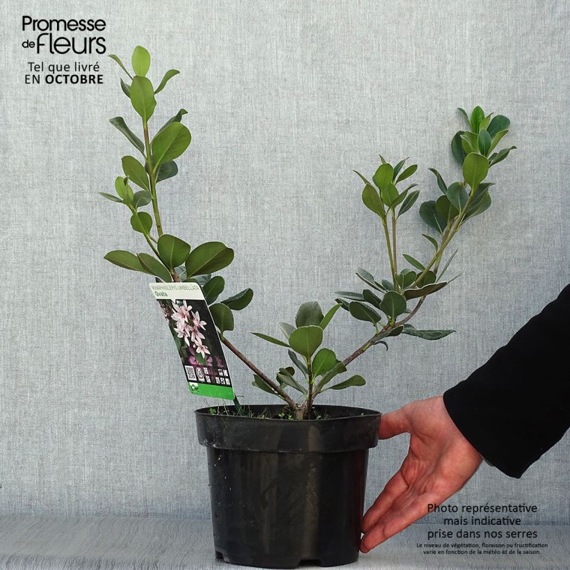 Ejemplar de Rhaphiolepis umbellata Ovata Maceta 2L/3L entregado en otoño