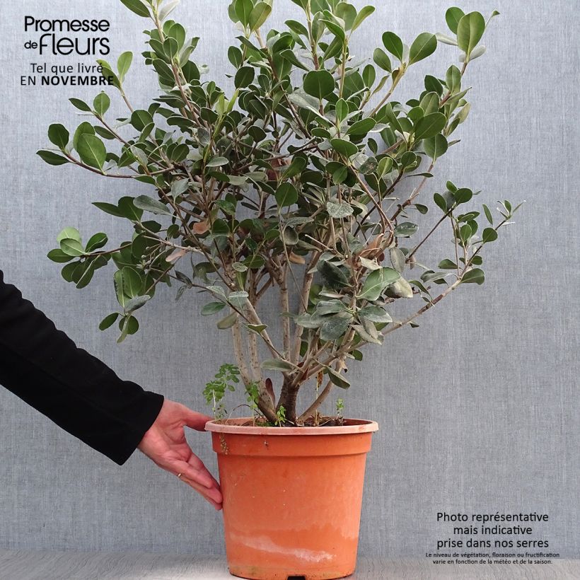 Ejemplar de Rhaphiolepis umbellata Ovata Maceta 7,5L/10L entregado en otoño