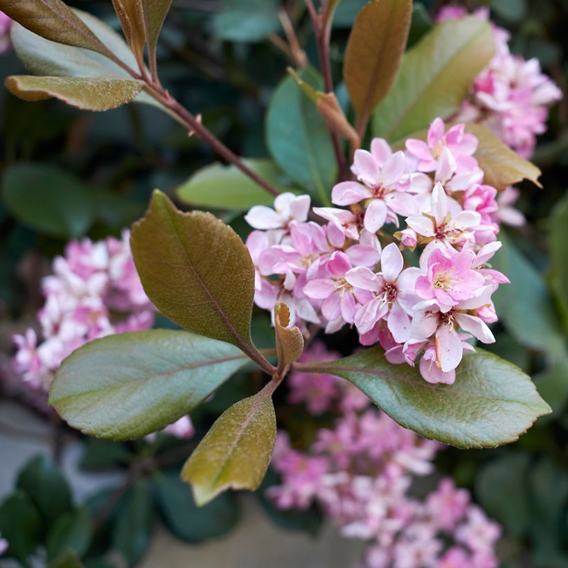 Rhaphiolepis indica Pink Cloud (Floración)