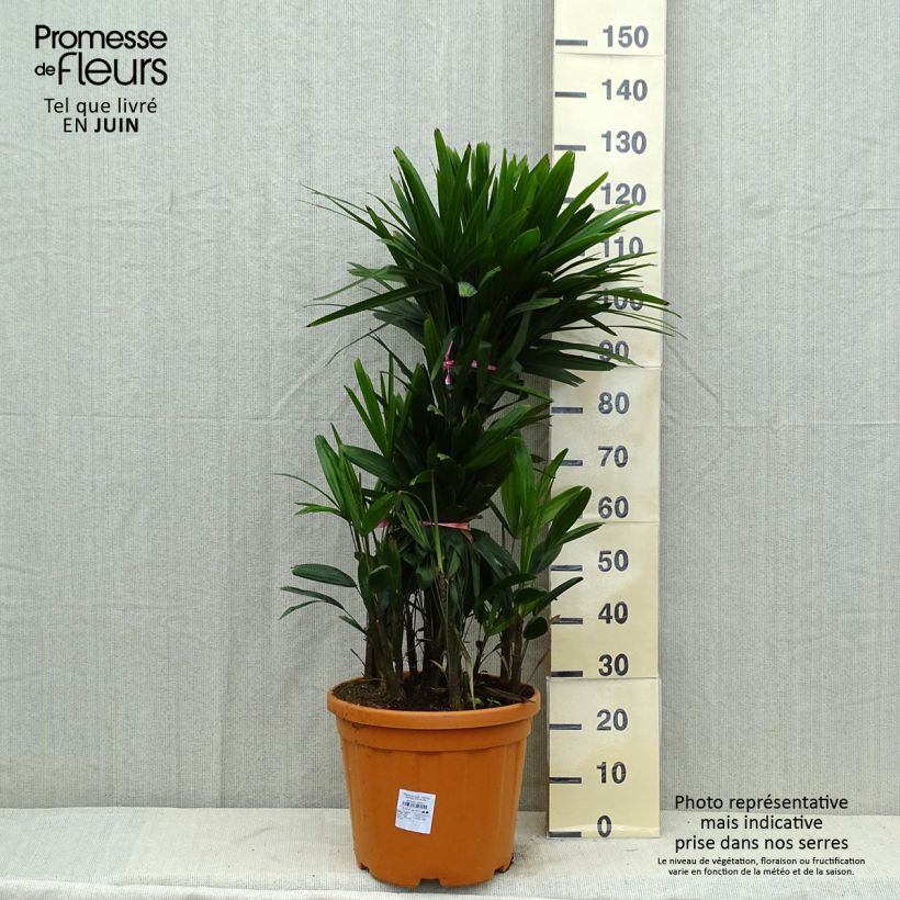 Ejemplar de Rhapis excelsa - Rapis Maceta 20L/25LAltura de entrega aprox. 100/125cm entregado en verano