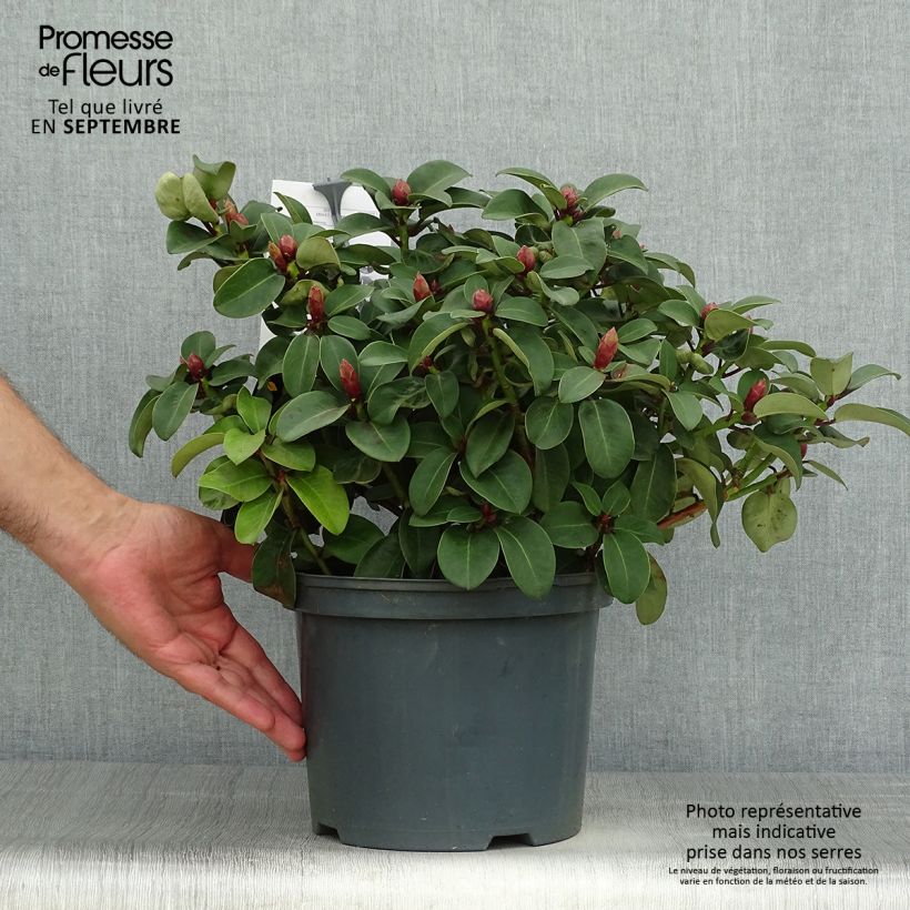 Ejemplar de Rhododendron williamsianum Gartendirektor Glocker Maceta 4L/5L entregado en otoño