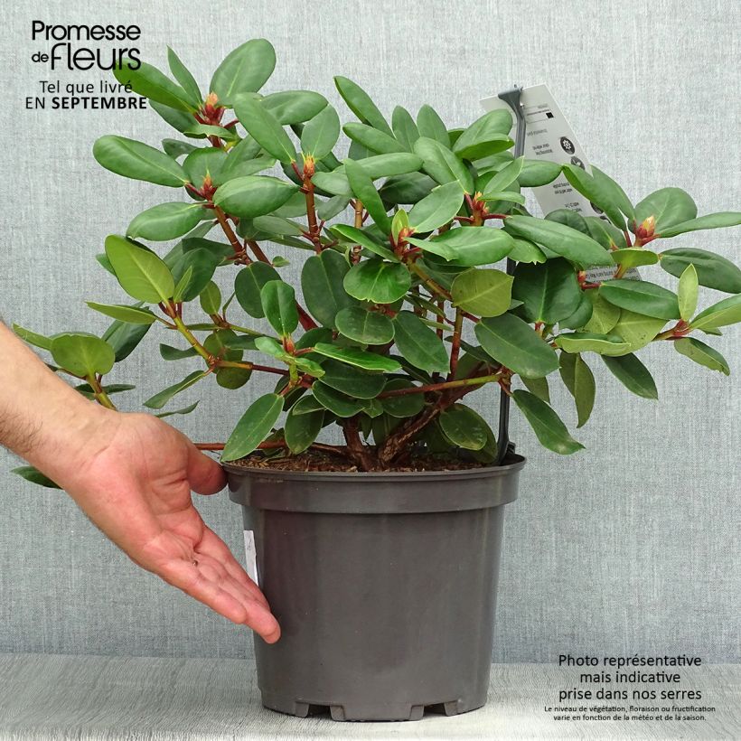 Ejemplar de Rhododendron williamsianum Gartendirektor Rieger Maceta 4L/5L entregado en otoño
