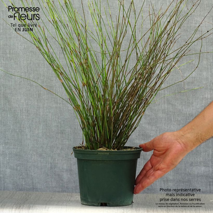 Ejemplar de Rhodocoma capensis Maceta 2L/3L entregado en verano