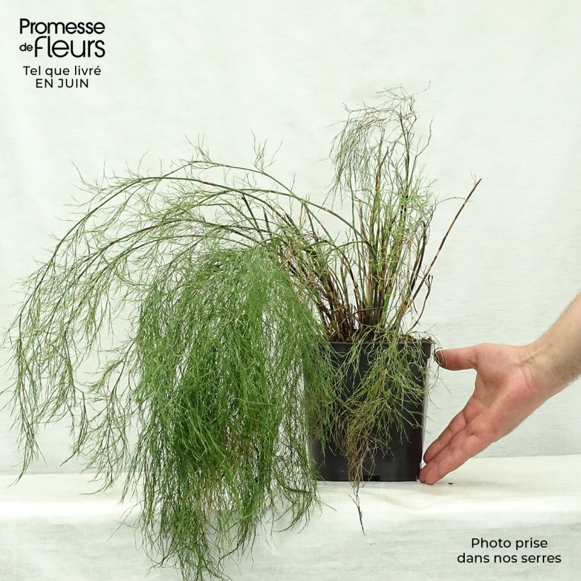 Ejemplar de Rhodocoma gigantea - Restio géant Pot de 2L/3L entregado en verano