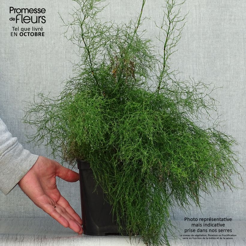 Ejemplar de Rhodocoma gigantea Maceta 2L/3L entregado en otoño