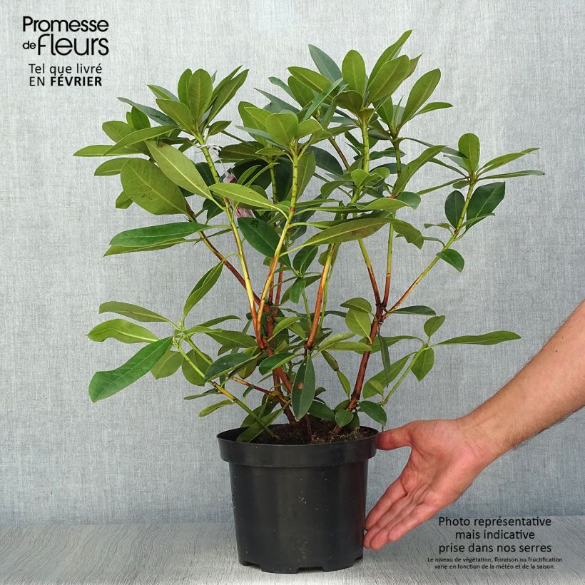 Ejemplar de Rhododendron Albert Schweitzer Maceta 4L/5L entregado en otoño
