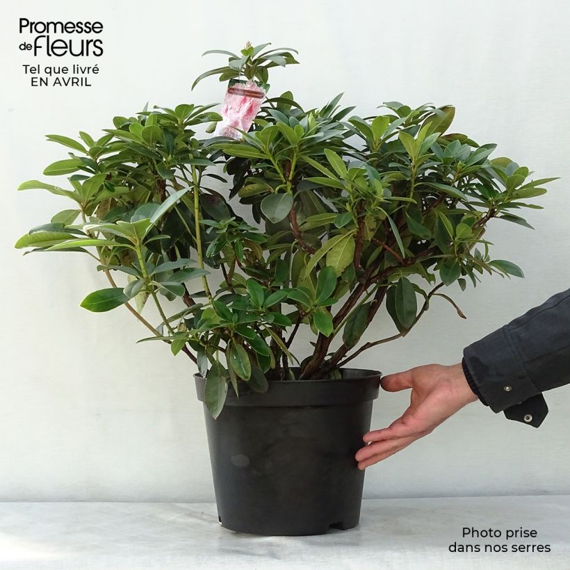 Rhododendron Albert Schweitzer - Grand Rhododendron Pot de 7,5L/10LHauteur livrée env. 60/80cm Ejemplar entregado en la primavera