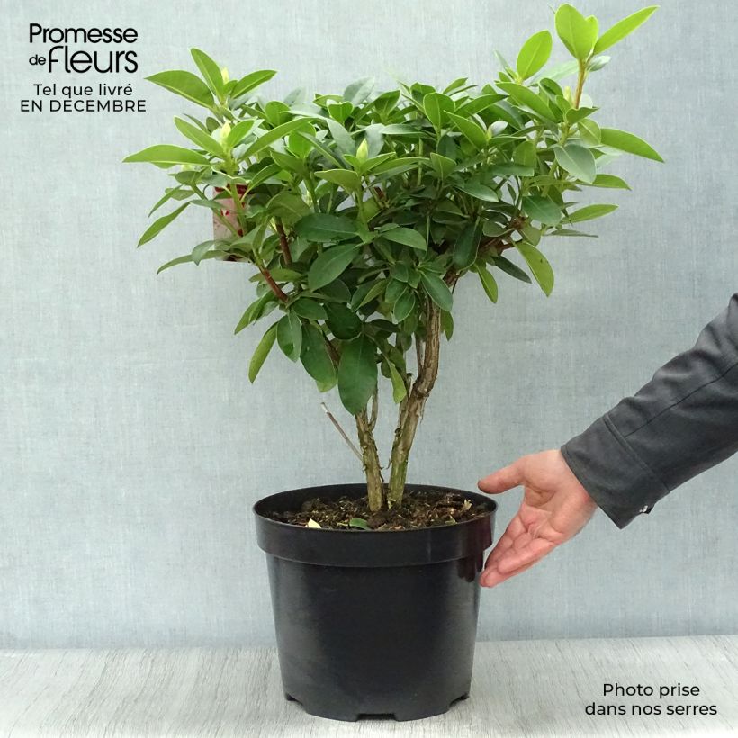 Rhododendron Albert Schweitzer Maceta 7,5L/10L Ejemplar entregado en invierno