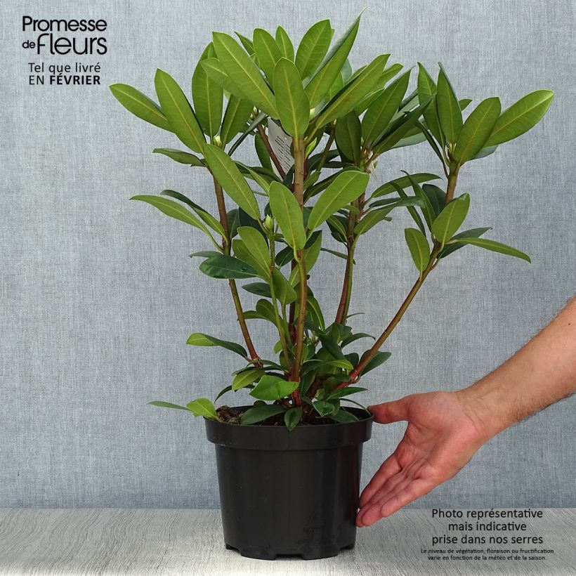 Ejemplar de Rhododendron Alfred Maceta 4L/5L entregado en otoño