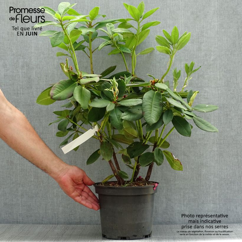 Ejemplar de Rhododendron Anna Rose Whitney - Grand rhododendron Pot de 4L/5L entregado en verano