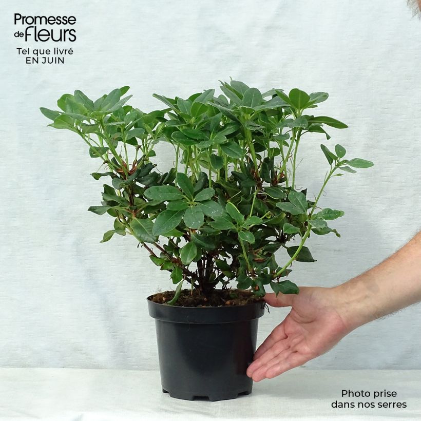 Ejemplar de Rhododendron Baden-Baden - Rhododendron nain Pot de 2L/3L entregado en verano