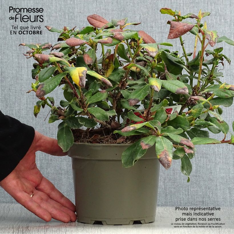 Ejemplar de Rhododendron Baden-Baden Maceta 2L/3L entregado en otoño