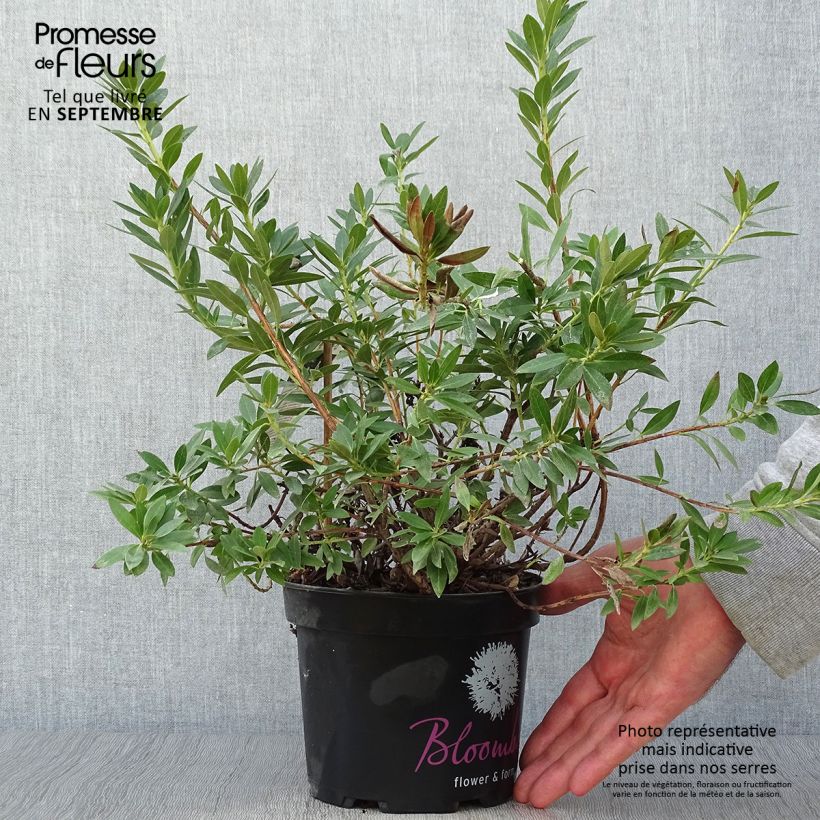 Ejemplar de Rhododendron INKARHO Bloombux Maceta 2L/3L entregado en otoño