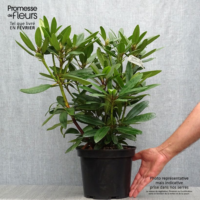 Ejemplar de Rhododendron Calsap Maceta 4L/5L entregado en otoño