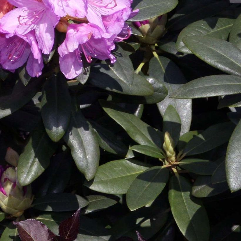 Rhododendron catawbiense Grandiflorum (Follaje)
